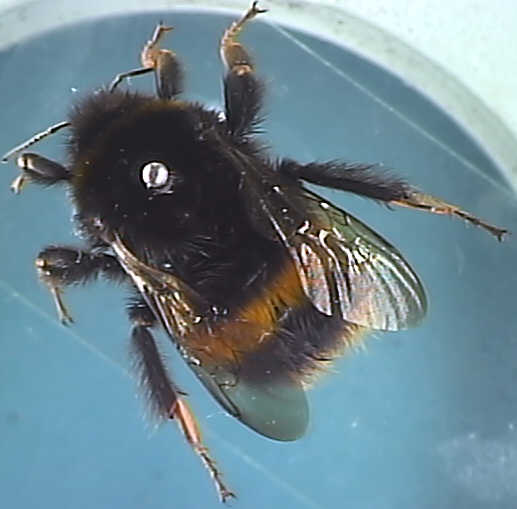 Bombus terrestris